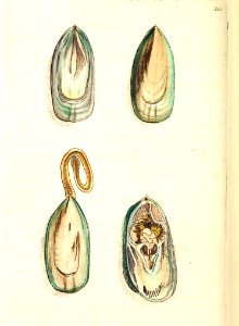 v09 315 Duck's Bill Mussel