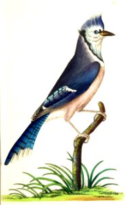 v09 313 Blue Jay