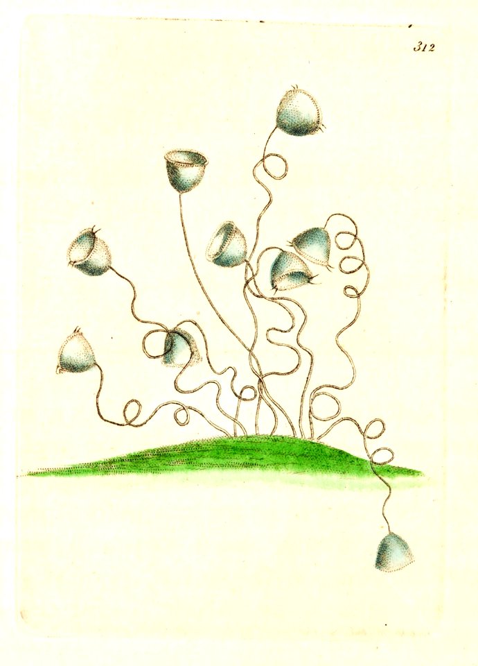 v09 312 Convallarion Vorticella