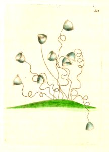 v09 312 Convallarion Vorticella