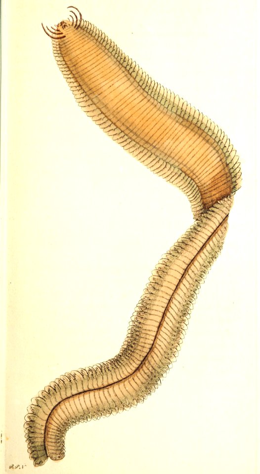 v09 311 Lamellated Nereis