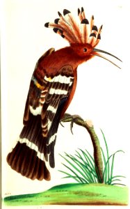v09 309 Hoopoe