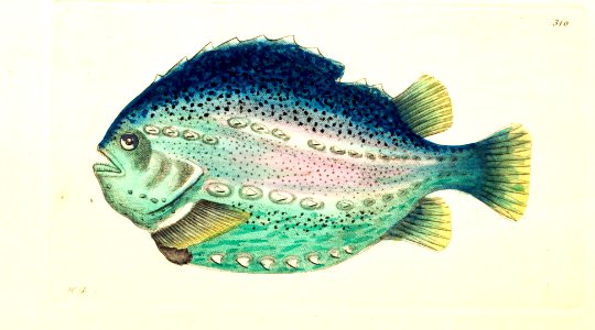 v09 310 Pavonian Cyclopterus
