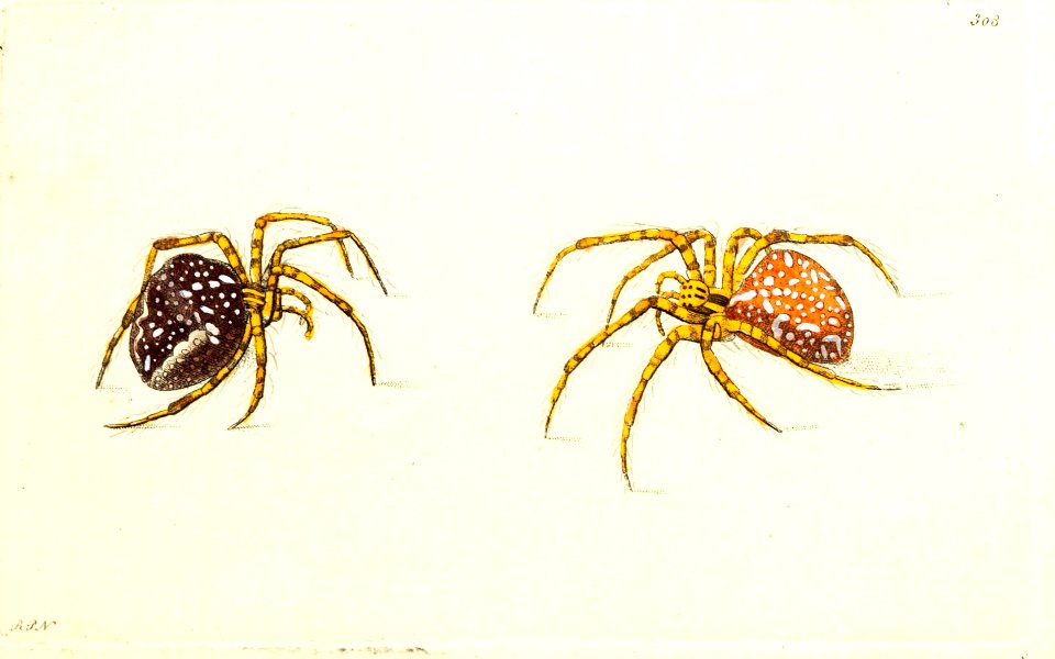 v09 308 Crown Spider