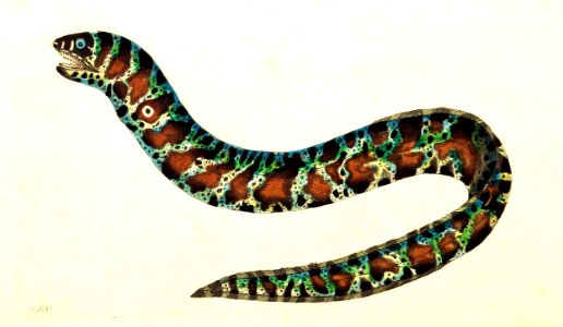 v09 307 The Chain-Fish