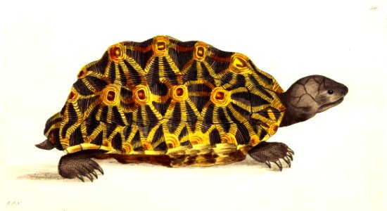 v09 306 Radiated Tortoise