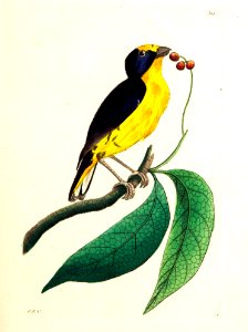 v09 305 Violet Tanager