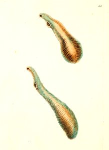 v09 303 Clavated Fasciola
