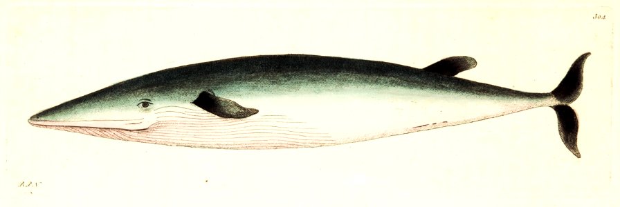v09 304 Rostrated Whale