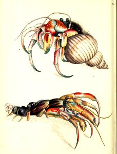v09 302 Hermit Crab