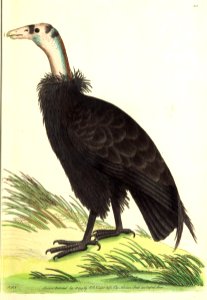 v09 301 Californian Vulture