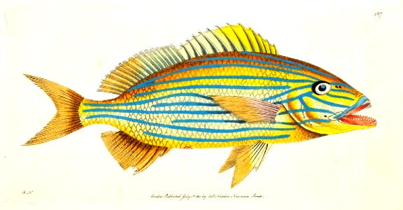 v12 487 Blue-striped Anthias