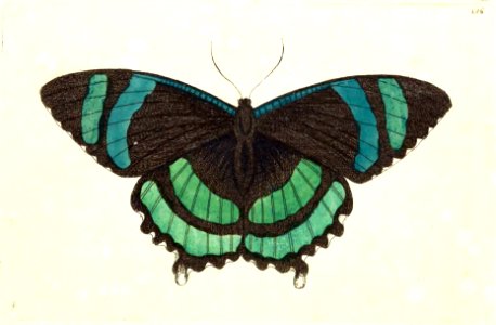 v12 486 Orontes