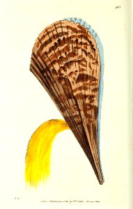v12 483 Muricated Pinna