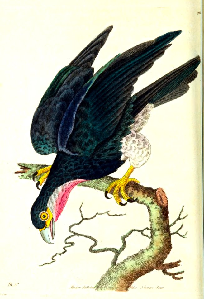 v12 485 Purple-Throated Falcon
