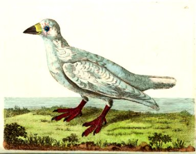 v12 481 White Sheathbill