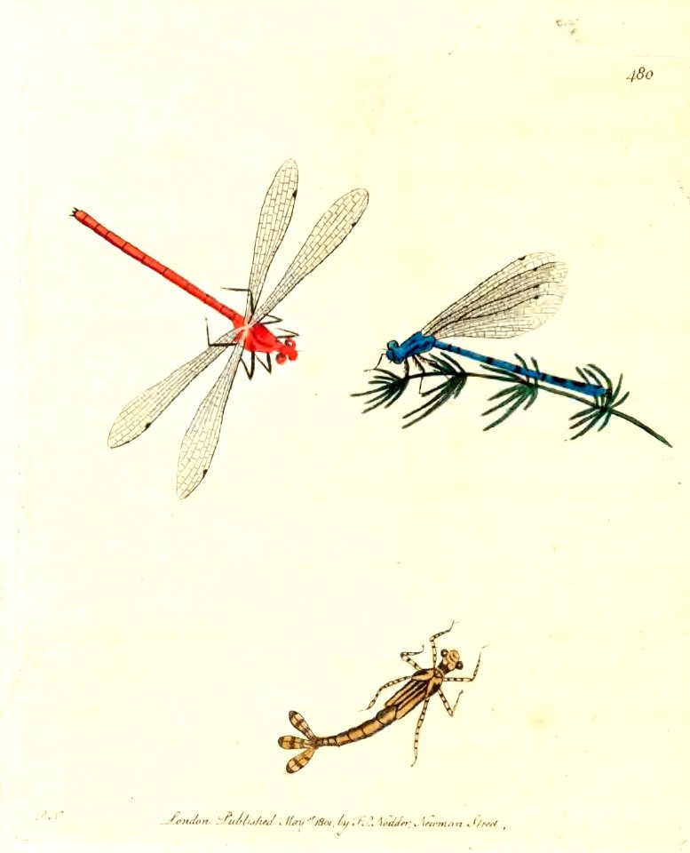 v12 480 Small dragonfly