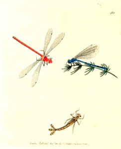 v12 480 Small dragonfly