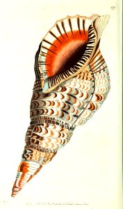 v12 478 Triton's Trumpet