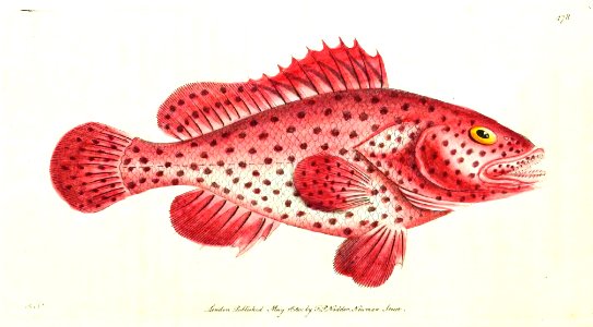 v12 479 Sanguine Perch
