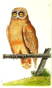 v12 477 Cayenne Owl