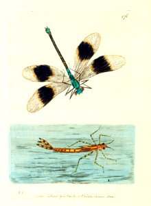 v12 476 Banded Dragonfly