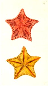 v12 475 Carved Asteriaas