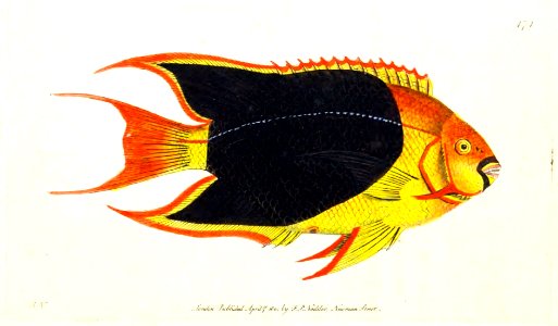 v12 474 Tricolor Chaetodon
