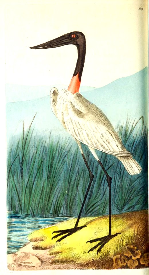 v12 469 American Jabiru