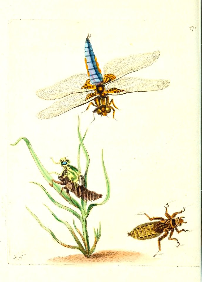 v12 471 Flat-bodied Dragonfly