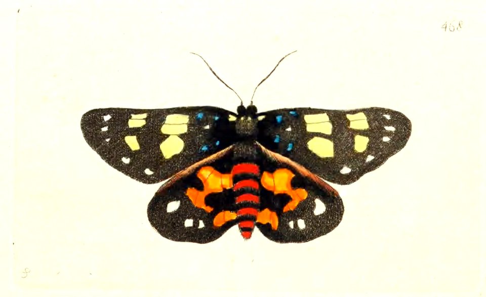 v12 468 Lectrix