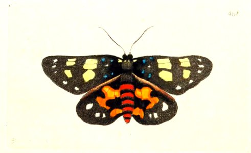 v12 468 Lectrix