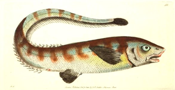 v12 466 Nasal Notocanthus