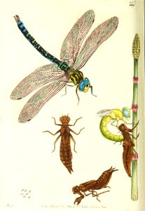 v12 463 Great Libellula