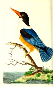 v12 465 Black-Capped Kingfisher