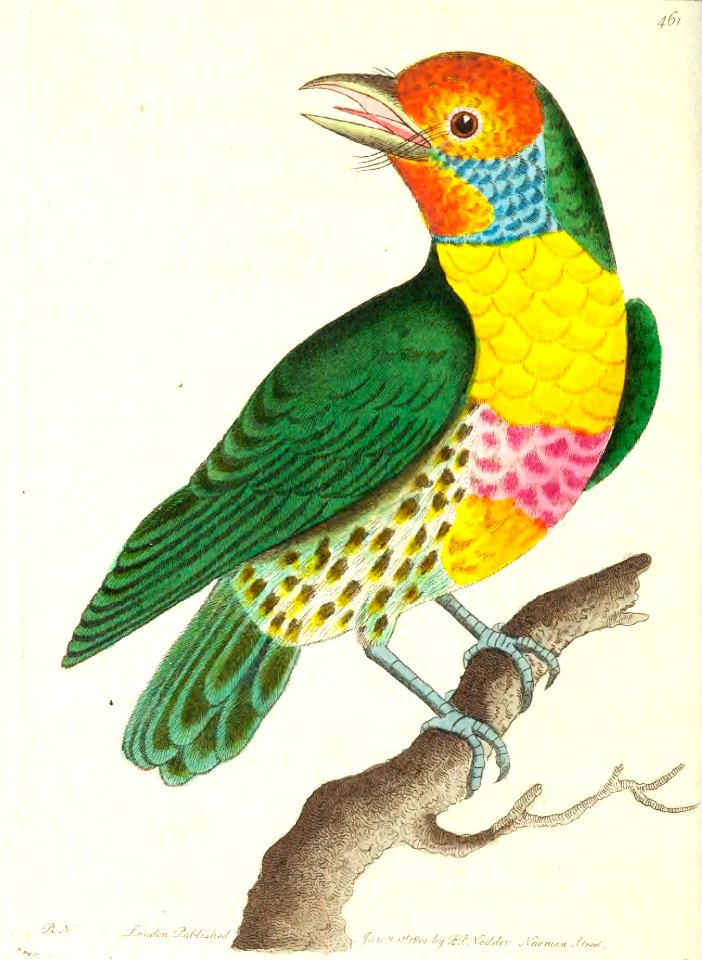 v12 461 Mayna Barbet