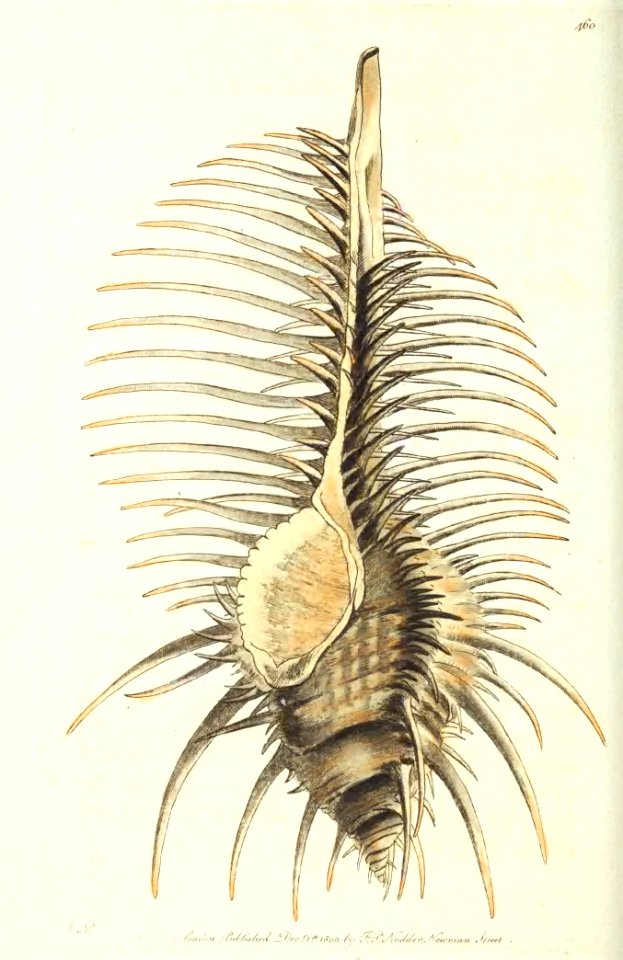 v12 460 Thorny Murex