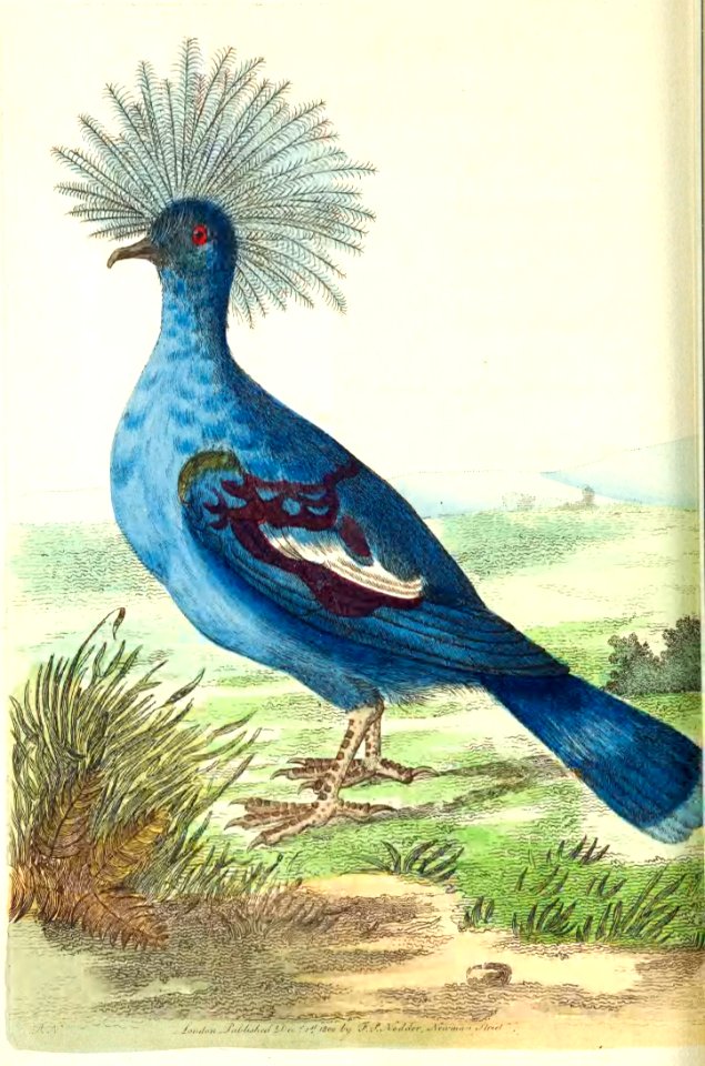 v12 457 Crowned Pigeon