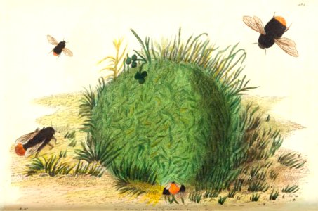 v12 454 Orange Tailed Bee