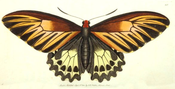 v12 448 Amphimedon