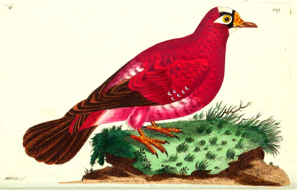 v12 449 Crimson Pigeon