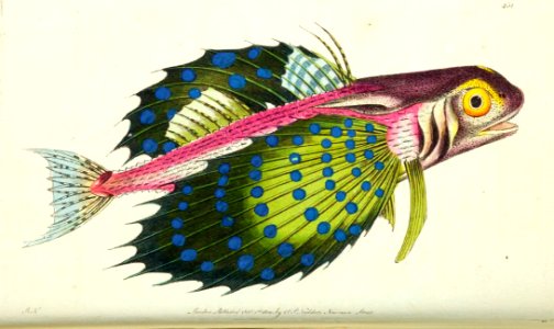 v12 451 Flying Gurnard