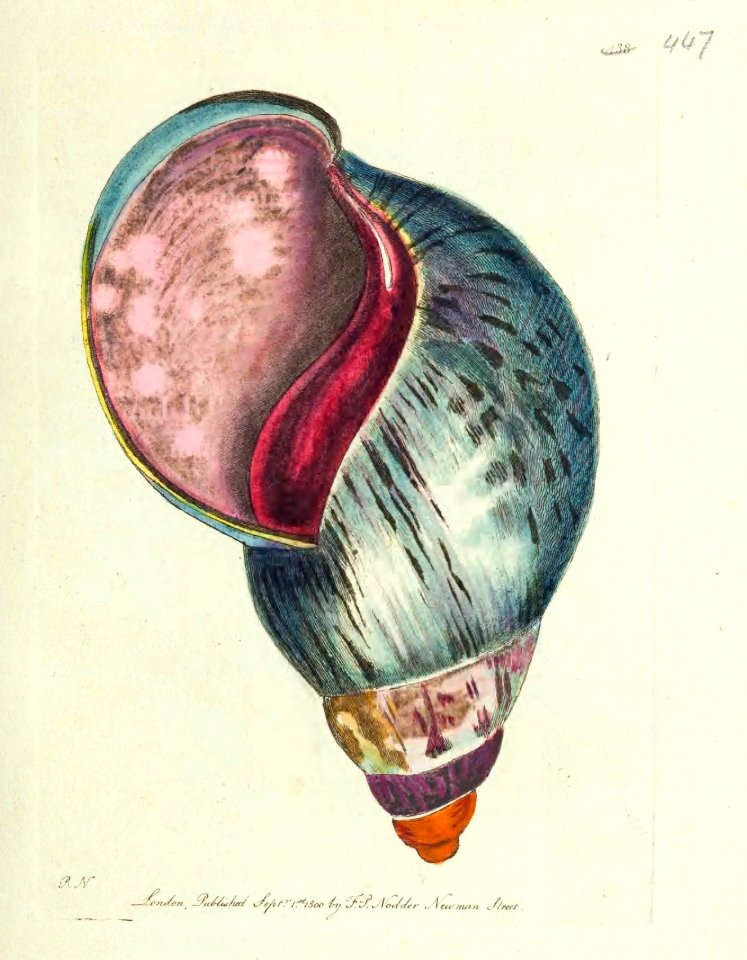 v12 447 Agate Bulla