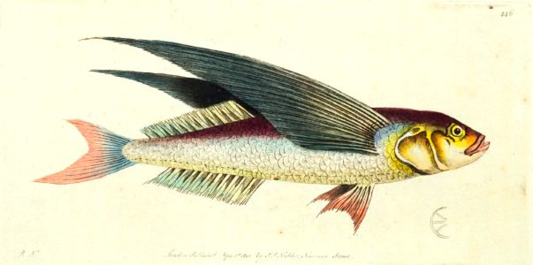 v12 446 Flying Fish