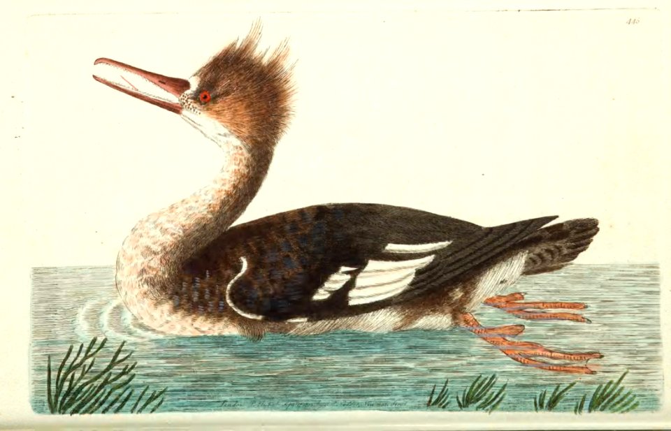 v12 445 Dun Merganser