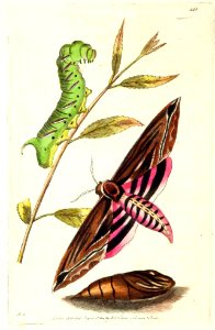 v11 443 Privet Sphinx
