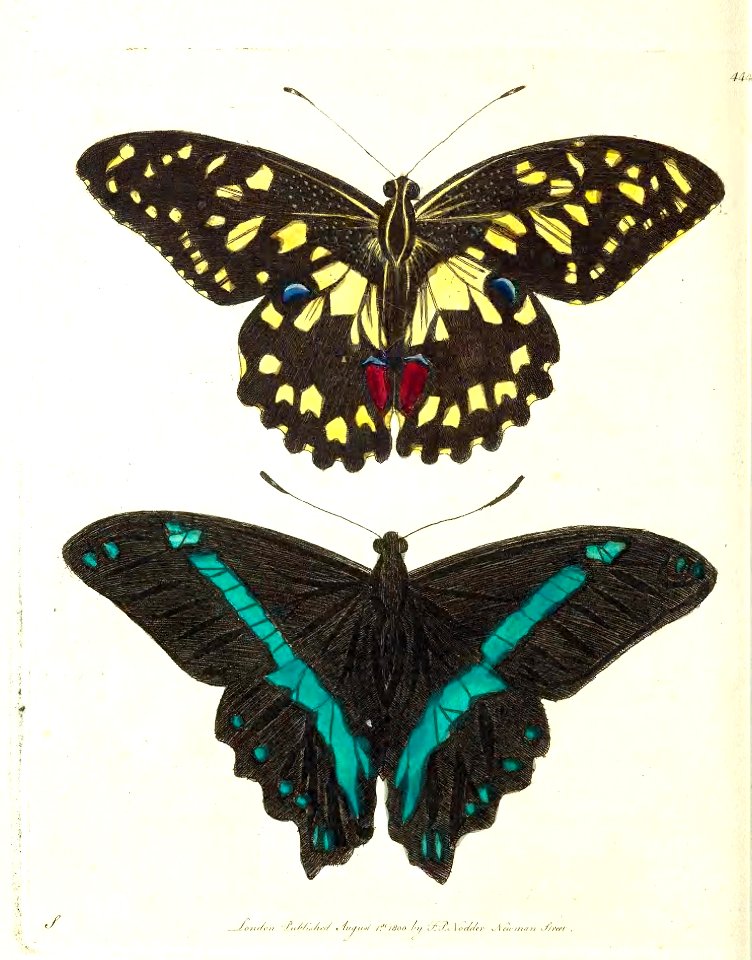 v11 444 Demoleus and Nereus