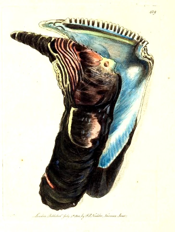 v11 439 Long Oyster