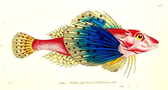 v11 438 Spotted Gurnard
