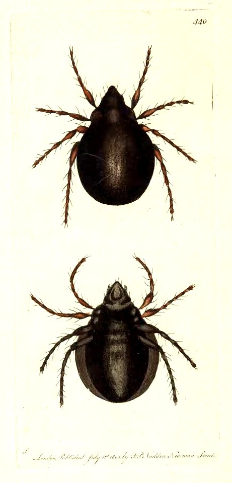 v11 440 Wandering Mite